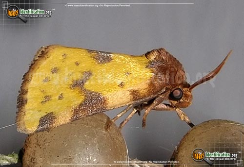 Thumbnail image of the Obtuse-Yellow-Moth