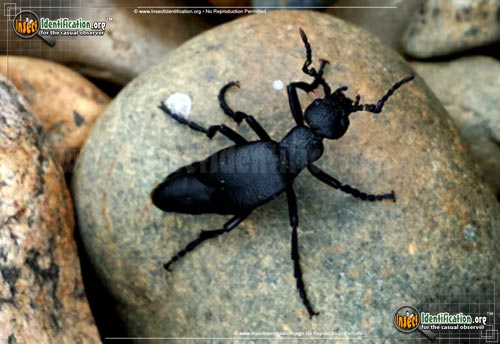 Thumbnail image #2 of the Oil-Beetle