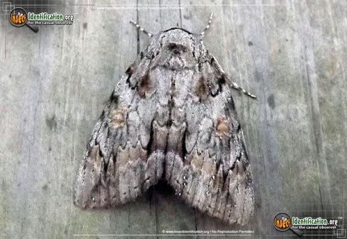 Thumbnail image of the Oldwife-Underwing-Moth