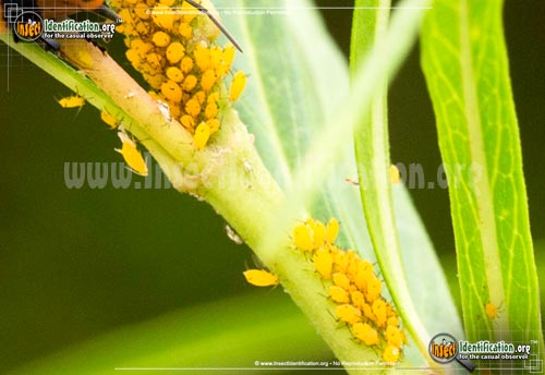 Thumbnail image of the Oleander-Aphids