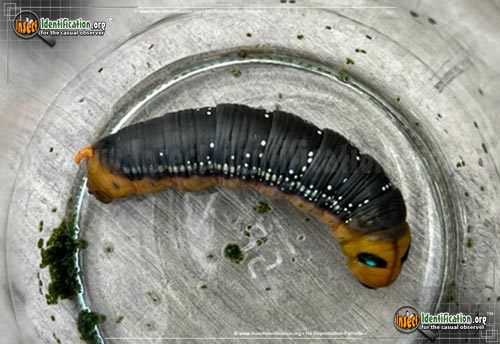 Thumbnail image #6 of the Oleander-Hawk-Moth