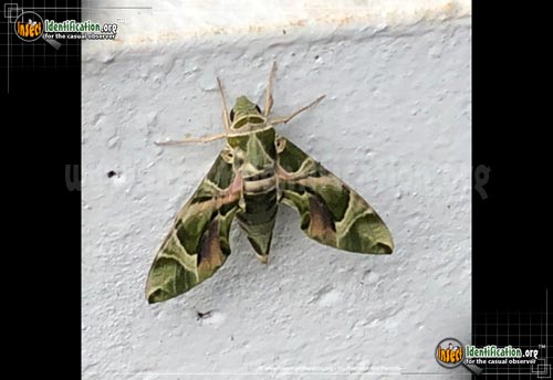 Thumbnail image of the Oleander-Hawk-Moth