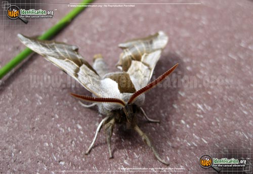 Thumbnail image #2 of the One-Eyed-Sphinx-Moth