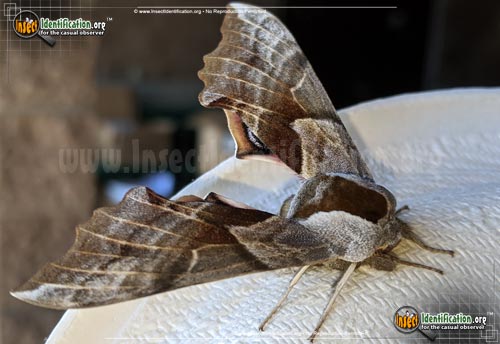 Thumbnail image #3 of the One-Eyed-Sphinx-Moth