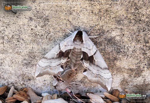 Thumbnail image of the One-Eyed-Sphinx-Moth