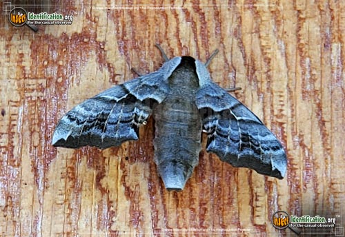 Thumbnail image #7 of the One-Eyed-Sphinx-Moth