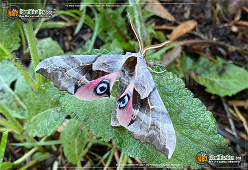 Thumbnail image of the One-Eyed-Sphinx-Moth