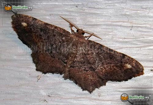 Thumbnail image #3 of the One-Spotted-Variant-Moth