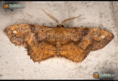 Thumbnail image #4 of the One-Spotted-Variant-Moth