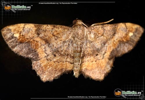 Thumbnail image #6 of the One-Spotted-Variant-Moth