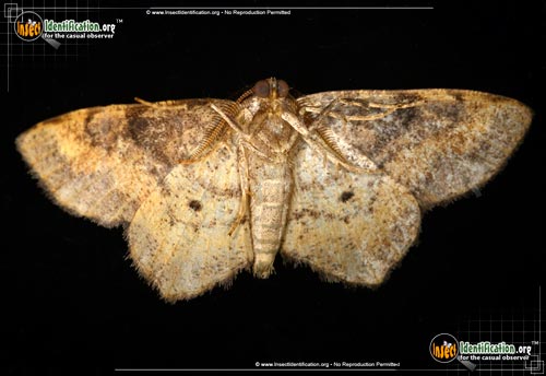 Thumbnail image #5 of the One-Spotted-Variant-Moth