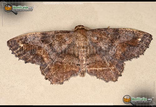 Thumbnail image #8 of the One-Spotted-Variant-Moth