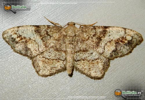 Thumbnail image #10 of the One-Spotted-Variant-Moth