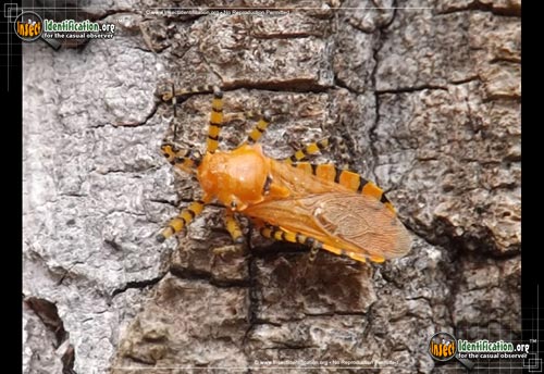Thumbnail image #2 of the Orange-Assassin-Bug