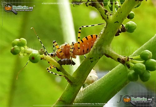 Thumbnail image of the Orange-Assassin-Bug