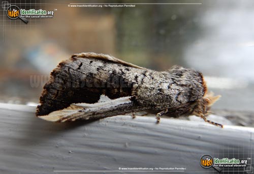 Thumbnail image of the Orange-Humped-Mapleworm-Moth
