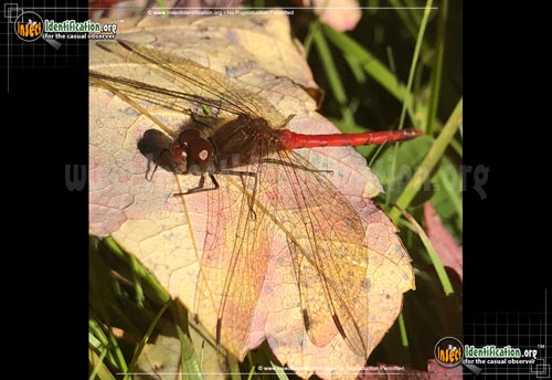 Thumbnail image #2 of the Orange-Meadowhawk-Skimmer