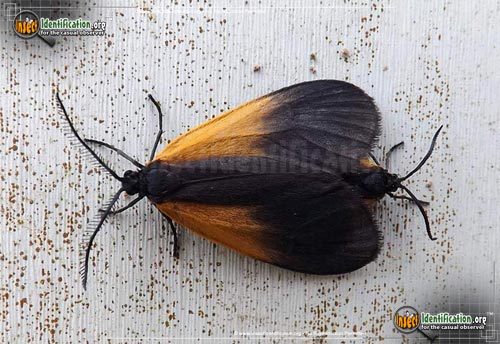 Thumbnail image of the Orange-Patched-Smoky-Moth
