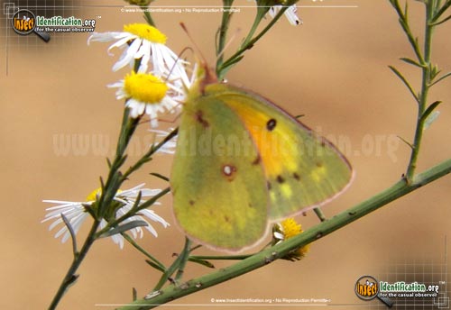 Thumbnail image #8 of the Orange-Sulphur-Butterfly
