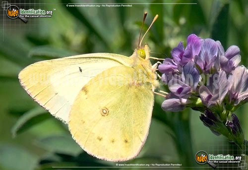 Thumbnail image of the Orange-Sulphur-Butterfly