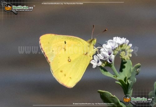 Thumbnail image #4 of the Orange-Sulphur-Butterfly