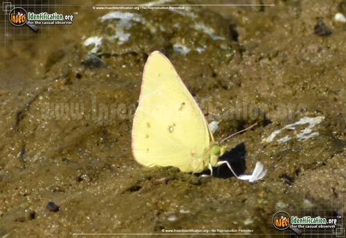 Thumbnail image #5 of the Orange-Sulphur-Butterfly