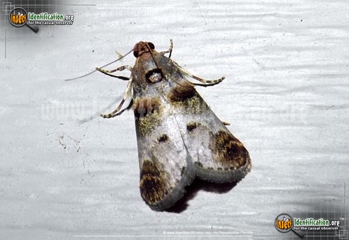 Thumbnail image of the Orange-Tufted-Oneida-Moth