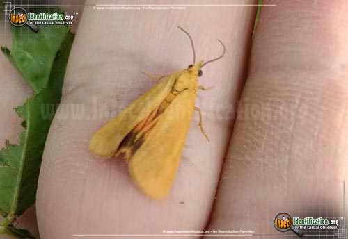 Thumbnail image #2 of the Orange-Virbia-Moth