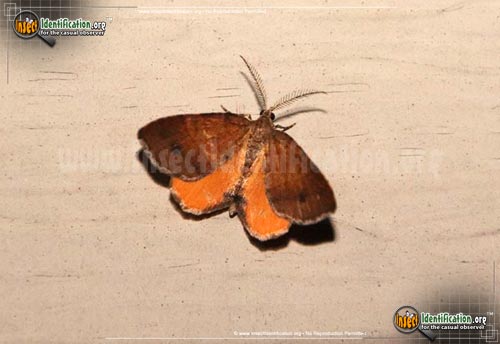 Thumbnail image of the Orange-Wing-Moth