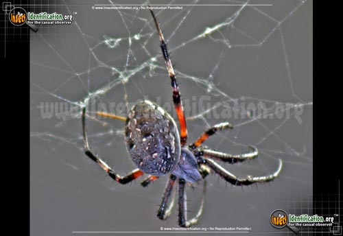 Thumbnail image #9 of the Arboreal-Orb-Weaver