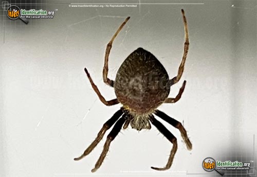 Thumbnail image #8 of the Arboreal-Orb-Weaver