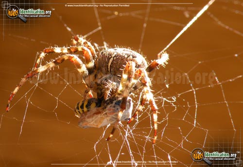 Thumbnail image #7 of the Arboreal-Orb-Weaver