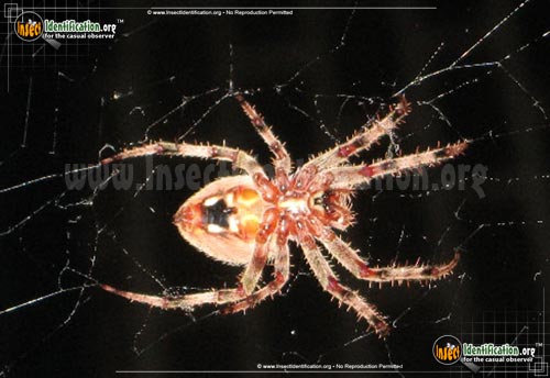 Thumbnail image #8 of the Arboreal-Orb-Weaver