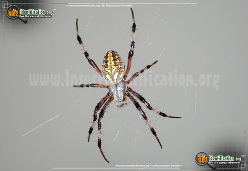 Thumbnail image #2 of the Arboreal-Orb-Weaver