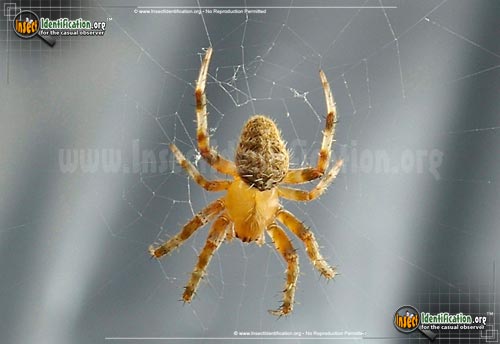 Thumbnail image #4 of the Arboreal-Orb-Weaver