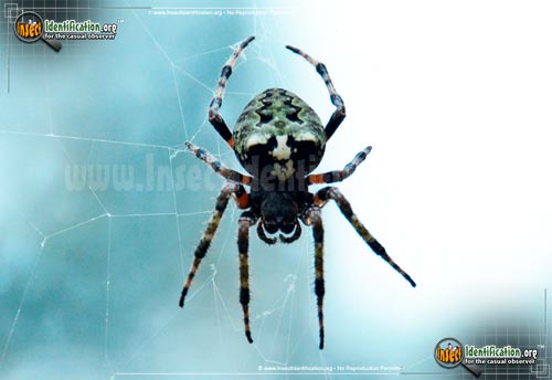 Thumbnail image #3 of the Arboreal-Orb-Weaver