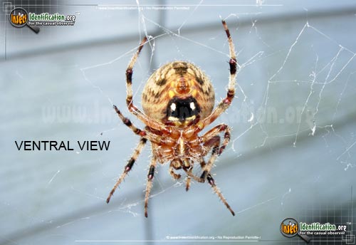 Thumbnail image #6 of the Arboreal-Orb-Weaver