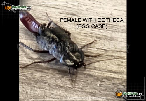 Thumbnail image #6 of the Oriental-Cockroach