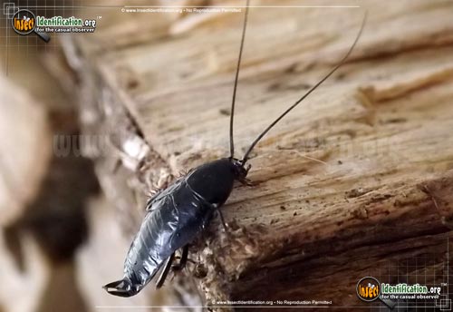 Thumbnail image #2 of the Oriental-Cockroach