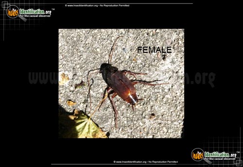 Thumbnail image #4 of the Oriental-Cockroach