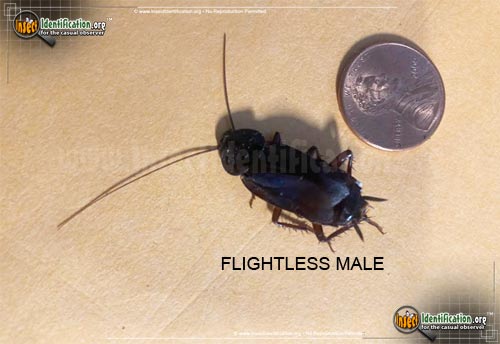 Thumbnail image of the Oriental-Cockroach