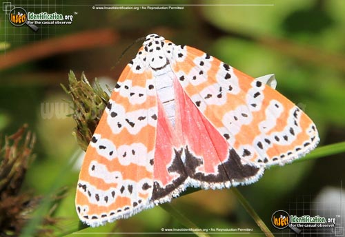 Thumbnail image of the Ornate-Bella-Moth