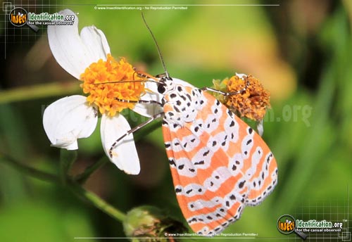 Thumbnail image #2 of the Ornate-Bella-Moth