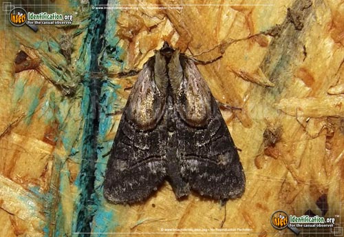 Thumbnail image of the Oval-Abrostola-Moth