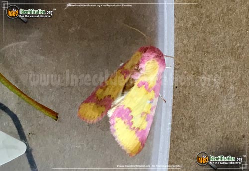 Thumbnail image #2 of the Owlet-Moth-Psectrotarsia-suavis