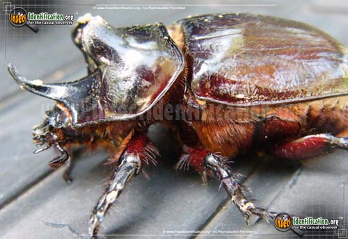 Thumbnail image of the Ox-Beetle