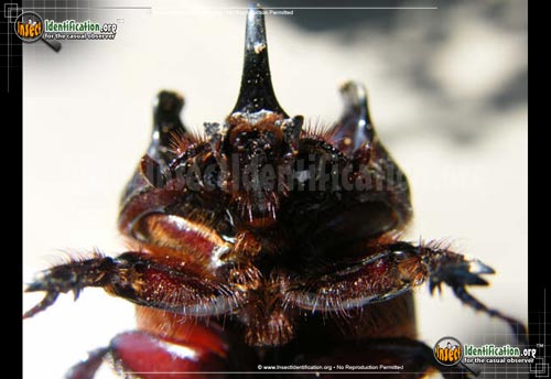 Thumbnail image #5 of the Ox-Beetle