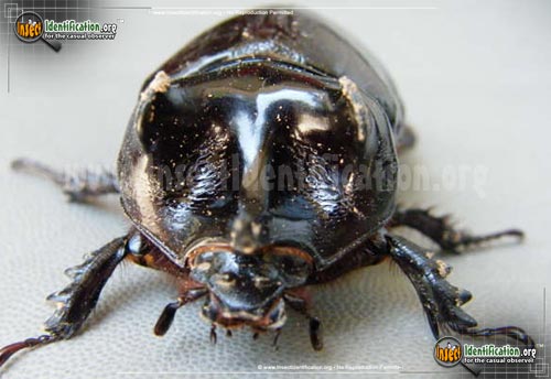 Thumbnail image #6 of the Ox-Beetle
