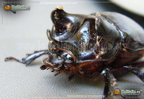 Thumbnail image #3 of the Ox-Beetle