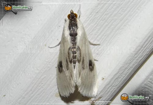 Thumbnail image of the Oystershell-Metrea-Moth